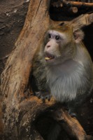 /album/zoostv/makak-yavanskij-jpg/